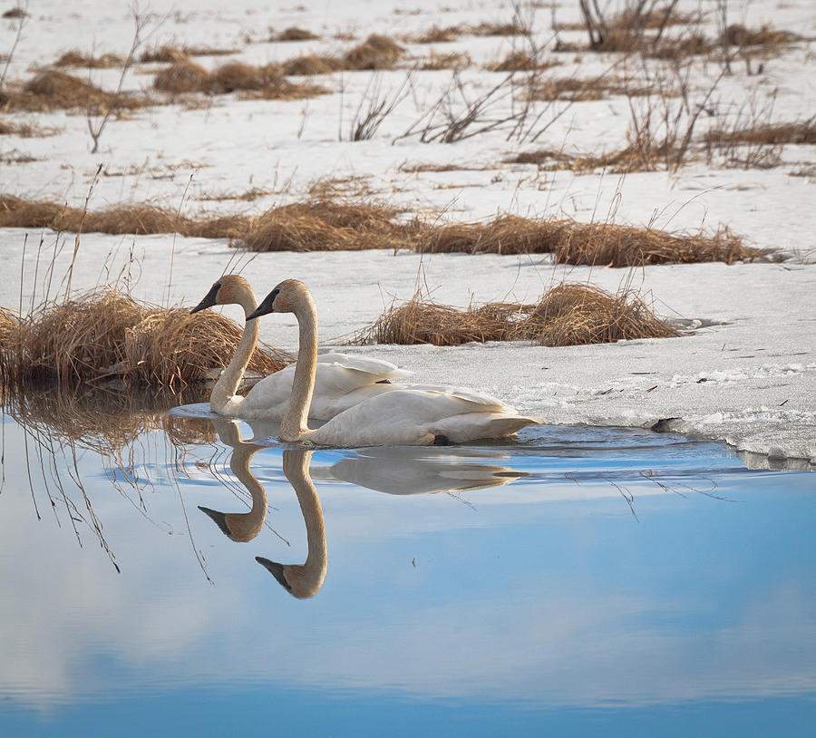 Trumpeter Swan Reflections Photograph by Sam Amato