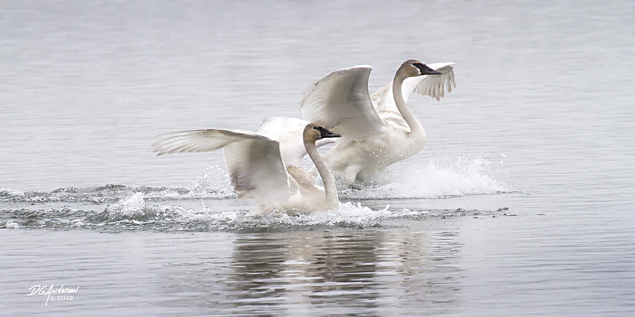Trumpeter Swans touchdown Photograph by Don Anderson