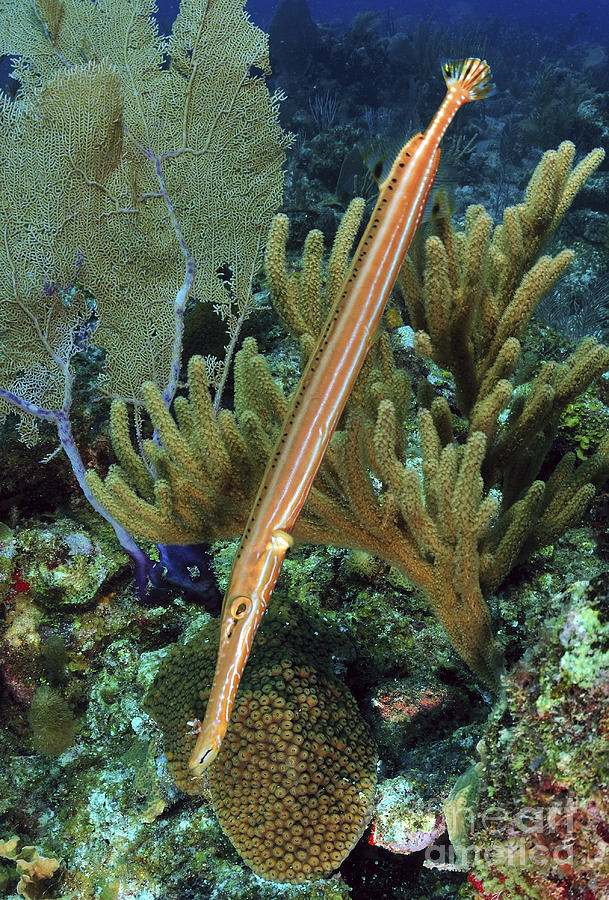 Trumpetfish On Caribbean Reef Photograph