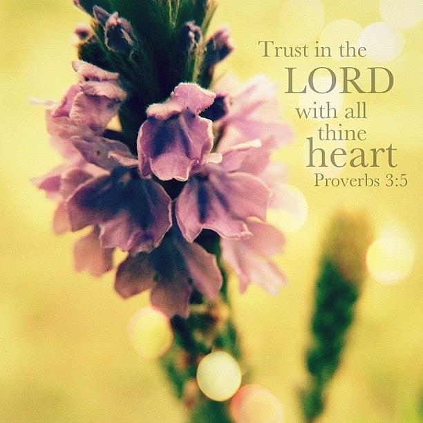 Nature Photograph - trust In The Lord With All Thine by Traci Beeson