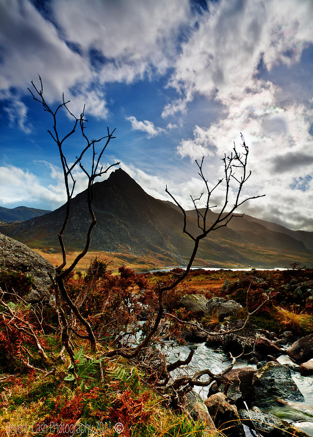 Tryfan and tree Photograph by B Cash