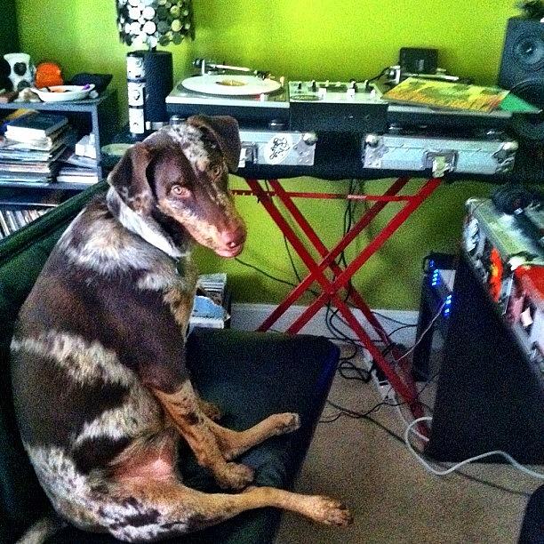 Dog Photograph - Tryin To Get Some #work Done In The by Mike Silva