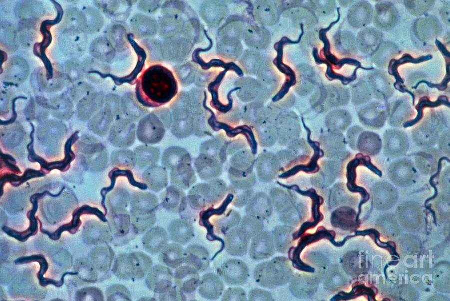 Trypanosoma Brucei Lm Photograph by M. I. Walker