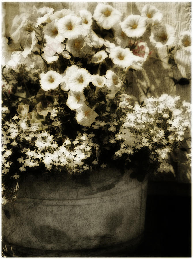 Planter Photograph - Tub of Flowers by Bonnie Bruno