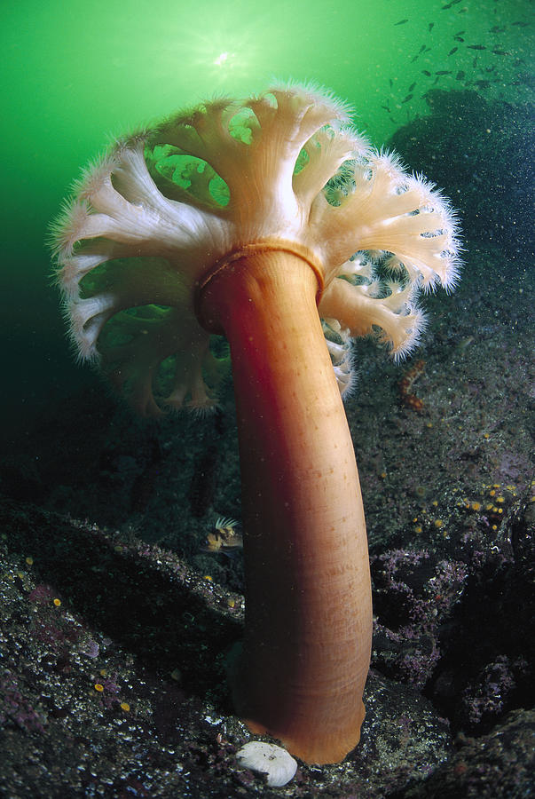 Tube Dwelling Anemone  Clayoquot Sound Photograph by Flip Nicklin