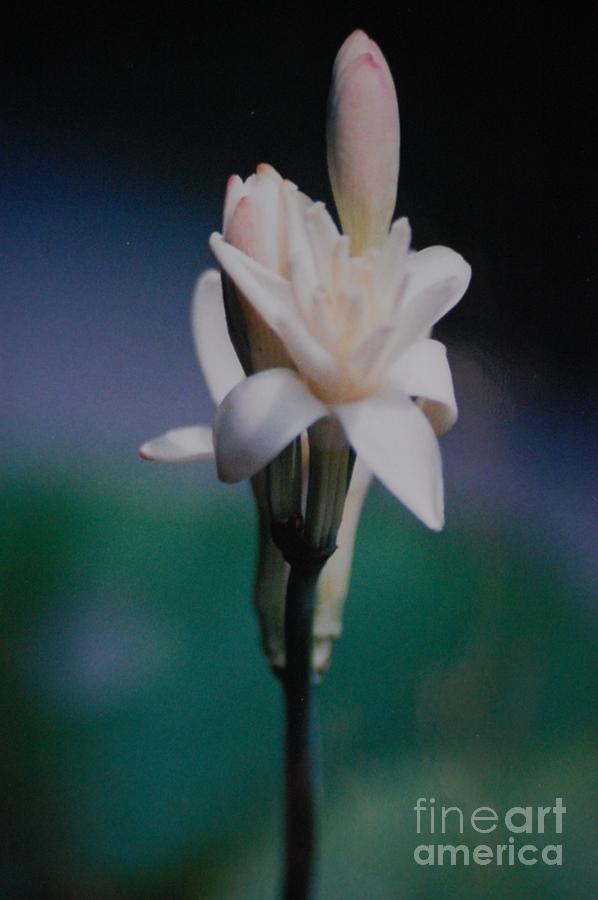 Flower Photograph - Tuberose by Paul Thomley