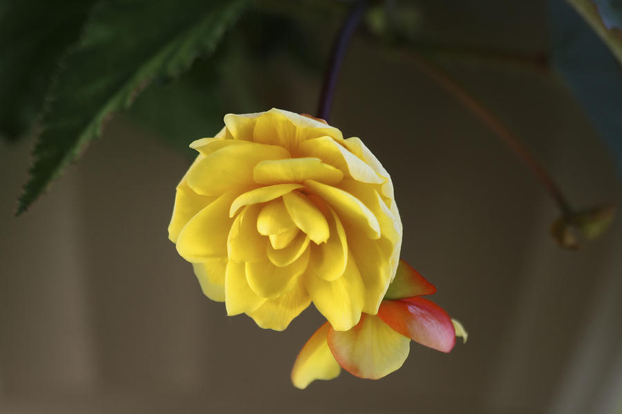 Tuberous Begonia Photograph by Richard Gregurich