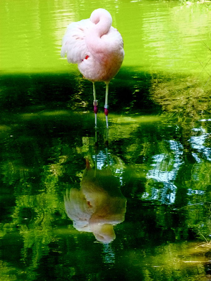 Tucked Flamingo Photograph by Amelia Racca