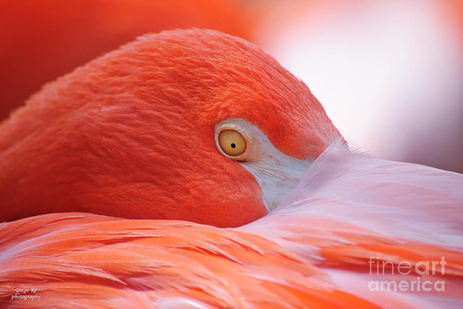 Flamingo Photograph - Tucked In Flamingo by Diego Re