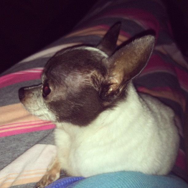 Chihuahua Photograph - #tucker Hanging Out With His #mommy by Lori Lynn Gager