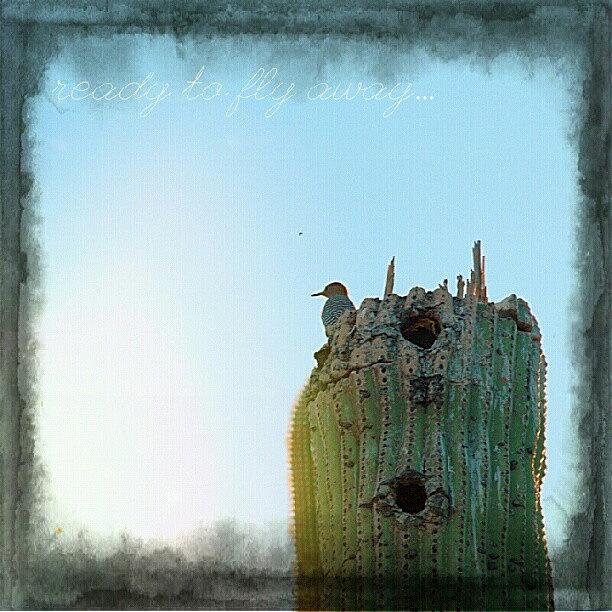 Nature Photograph - #tucson #arizona #saguaro #cactus #bird by Natalia D