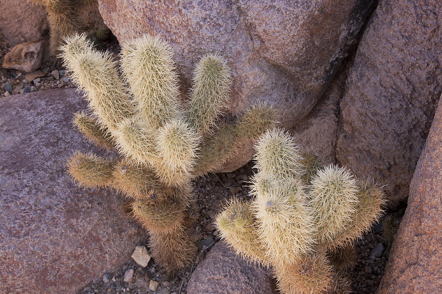 Tucson Cacti Photograph by Tom Singleton