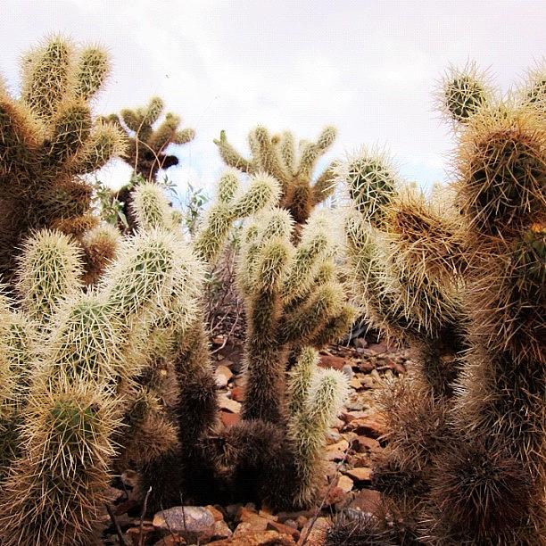 Cactus Photograph - Tucson Cactus-living Desert by Susan Neufeld