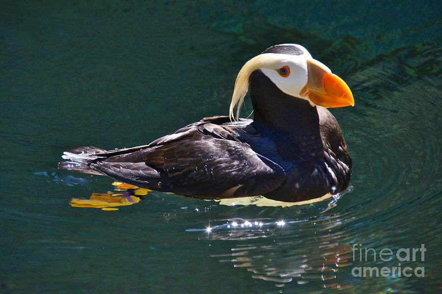 Tufted Puffin Photograph by Sean Griffin