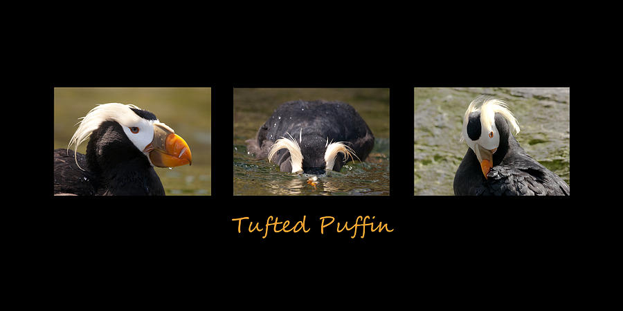 Tufted Puffin Triptych Photograph by Betty Depee