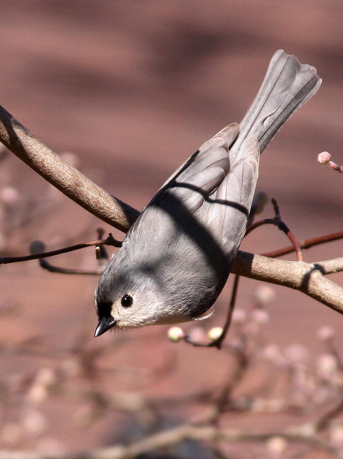 Tufted Titmouse - Dressed to Kill Photograph by Travis Truelove