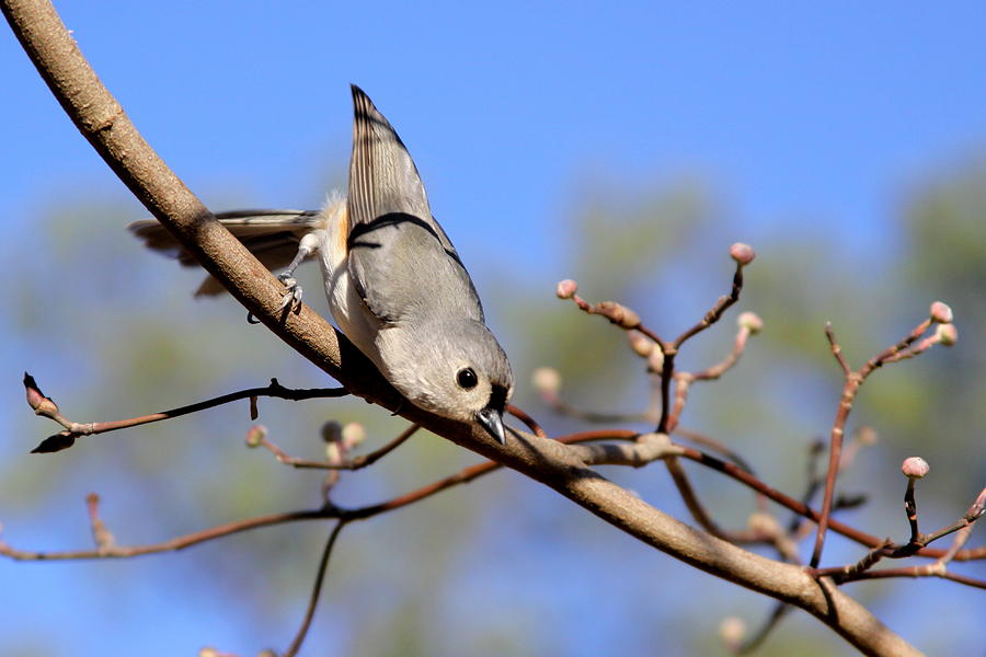 Tufted Titmouse - Taking a Chance Photograph by Travis Truelove
