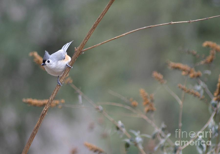 Tufted Titmouse 2 Photograph by Living Color Photography Lorraine Lynch