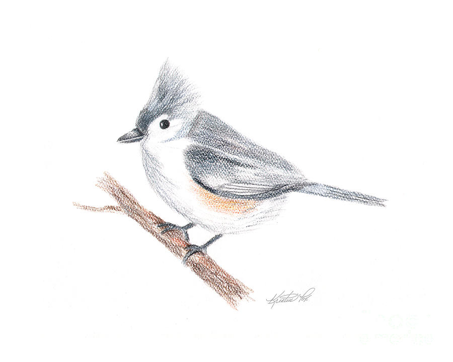 Bird Drawing - Tufted Titmouse Bird by Kristen Fox