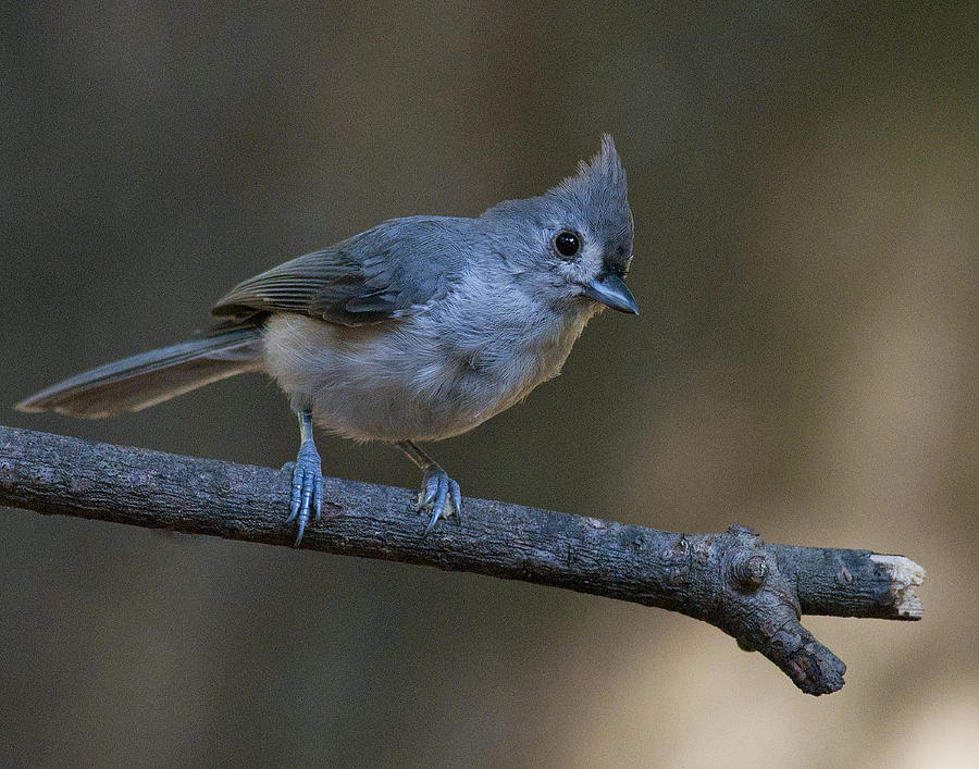 Tufted Titmouse Photograph by Don Wolf