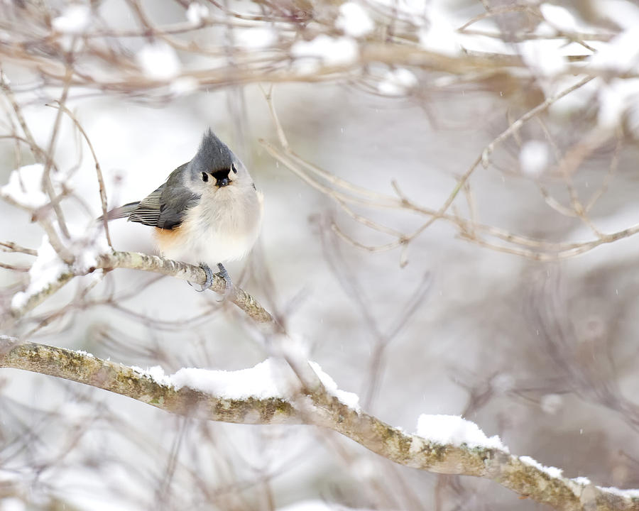 Tufted Titmouse in Snow Photograph by Rob Travis