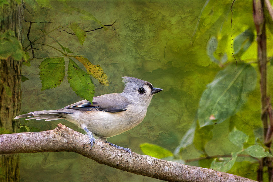 Tufted Titmouse in the Forest Photograph by Bonnie Barry