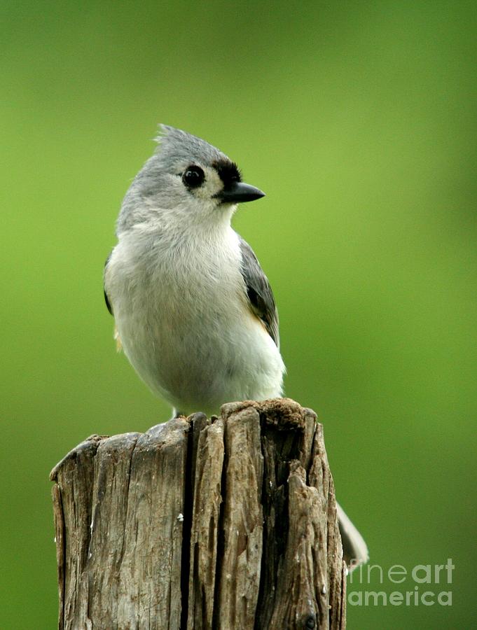 Tufted Titmouse Photograph by Jack R Brock