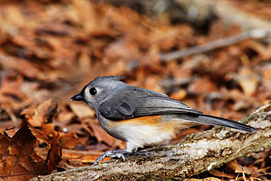Tufted Titmouse Photograph by Larry Ricker