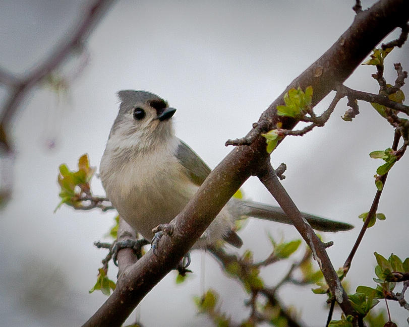Titmouse Photograph - Tufted Titmouse on Branch by Jiayin Ma
