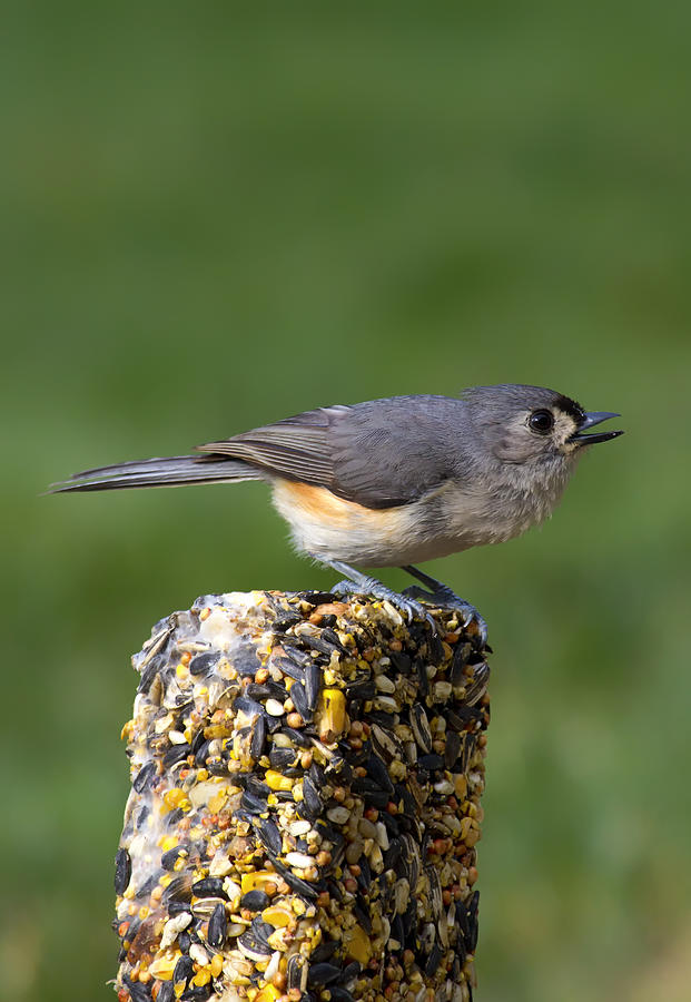 Tufted Titmouse on Treat Photograph by Bill and Linda Tiepelman