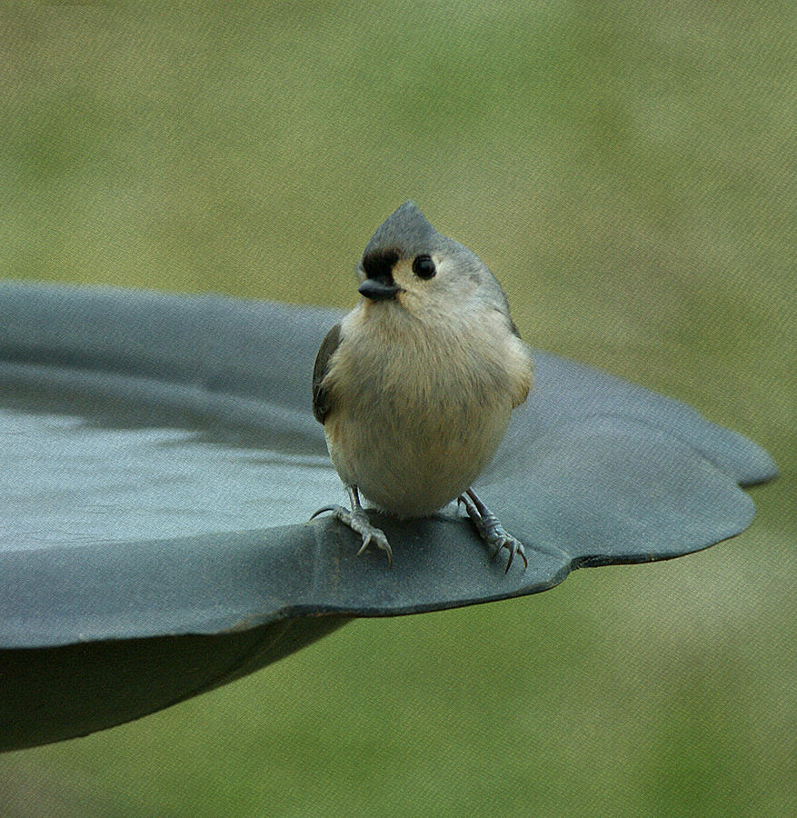 Bird Photograph - Tufted Titmouse by Sandy Keeton