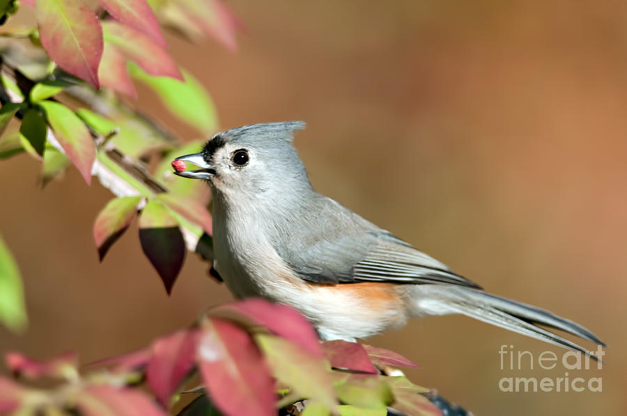 Tufted Titmouse With Berry Photograph by Jean A Chang