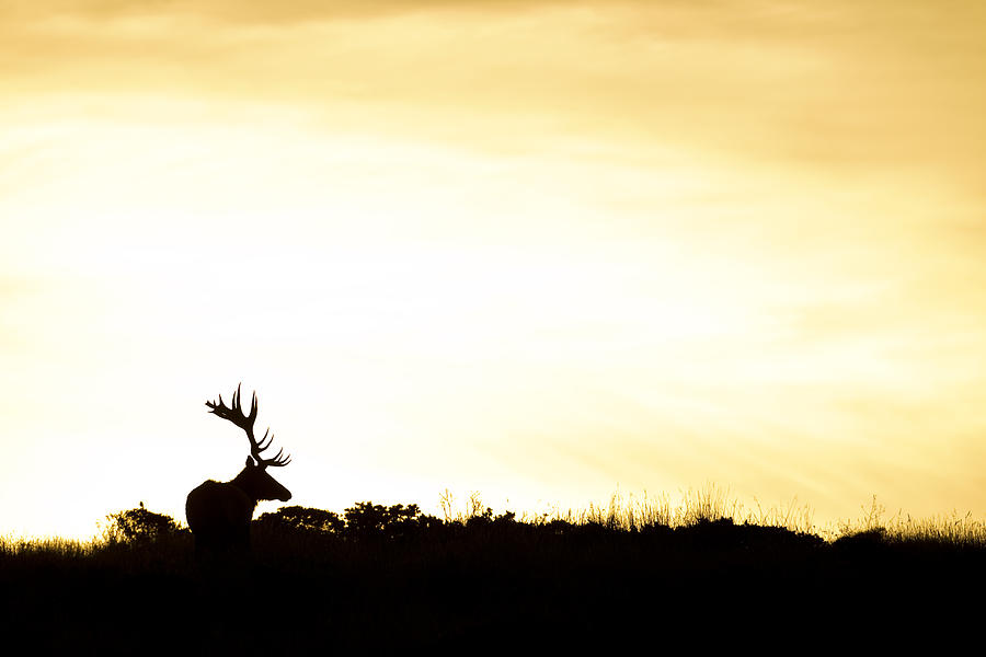 Tule Elk Bull At Sunrise Point Reyes Photograph by Sebastian Kennerknecht