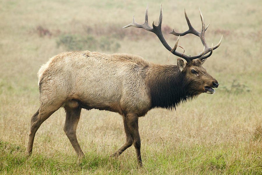 Tule Elk Bull Bugling During Rut Point Photograph by Sebastian Kennerknecht