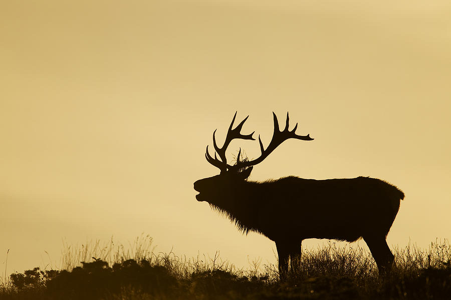 Tule Elk Bull Bugling During Rut Photograph by Sebastian Kennerknecht