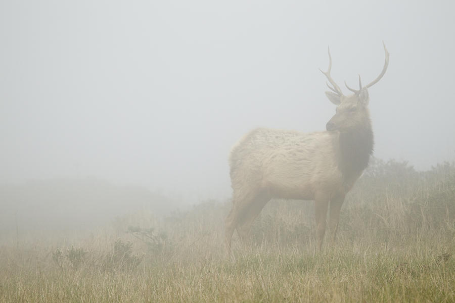Tule Elk Bull In Fog Point Reyes Photograph by Sebastian Kennerknecht