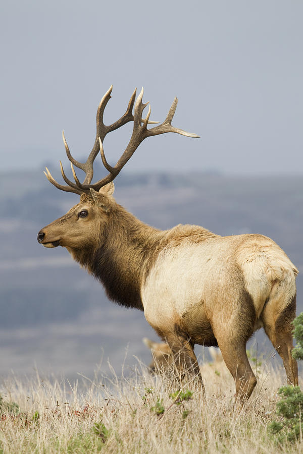 Tule Elk Bull Point Reyes National Photograph by Sebastian Kennerknecht