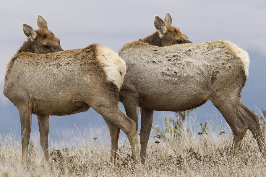 Tule Elk Females Grooming Point Reyes Photograph by Sebastian Kennerknecht