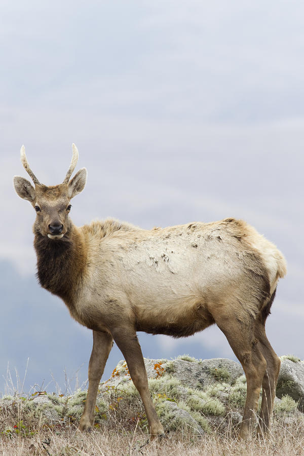 Tule Elk Yearling Bull Point Reyes Photograph by Sebastian Kennerknecht