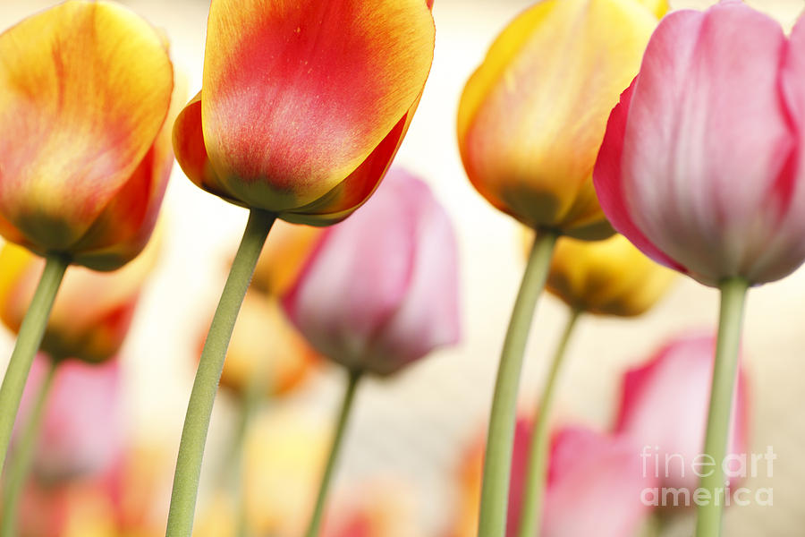 Tulip - Impressions 1 Photograph by Martin Williams