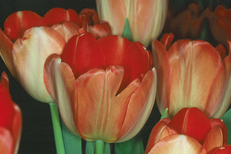 Tulip 1 Photograph by Andy Shomock