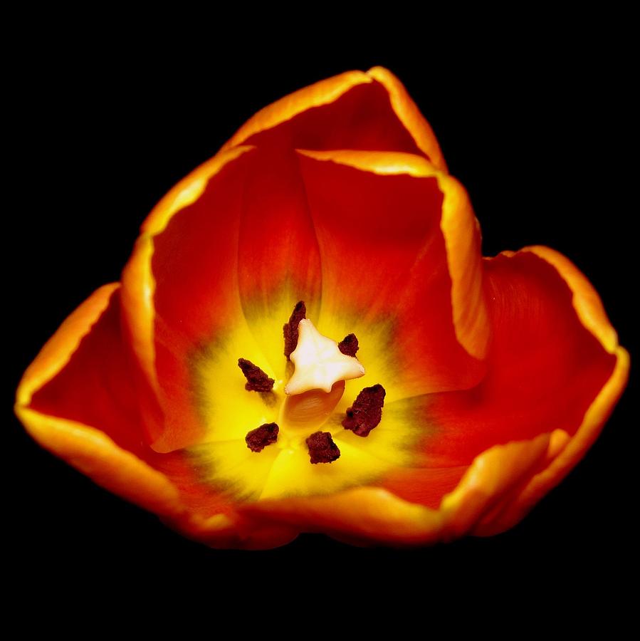 Tulip 1 Photograph by Life Makes Art