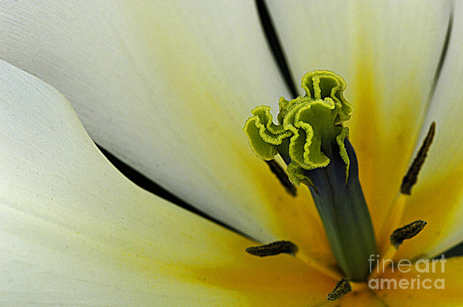 Tulip 3 Photograph by Bob Christopher