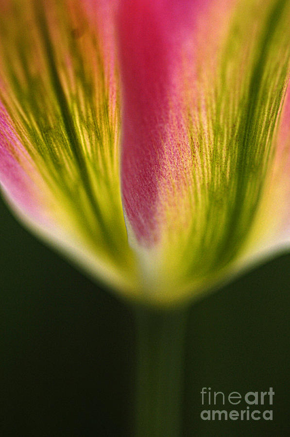 Tulip 4 Photograph by Bob Christopher