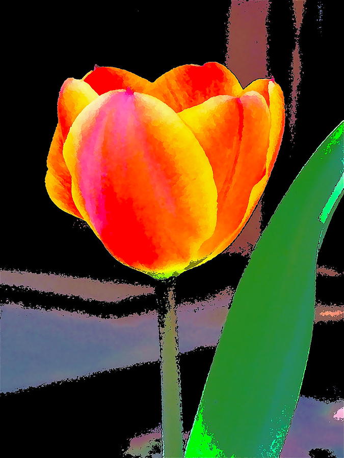 Flower Photograph - Tulip 47 by Pamela Cooper