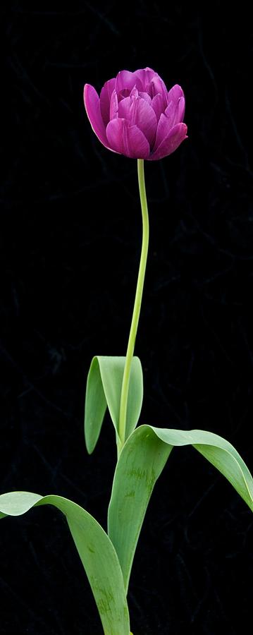 Tulip 4739 Photograph by Michael Peychich - Fine Art America