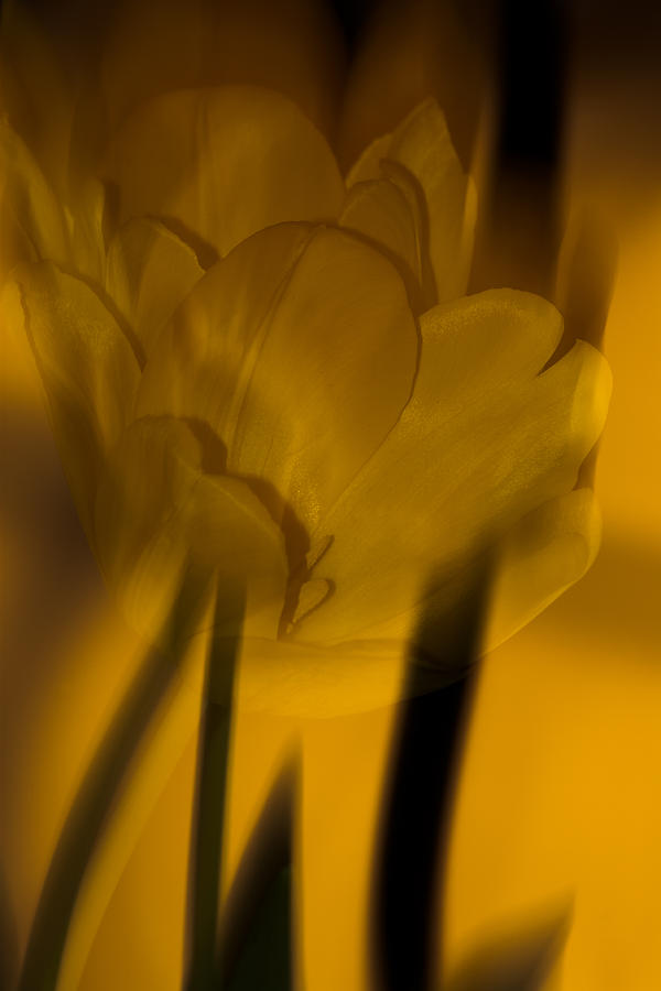 Tulip Abstract Photograph by Ed Gleichman