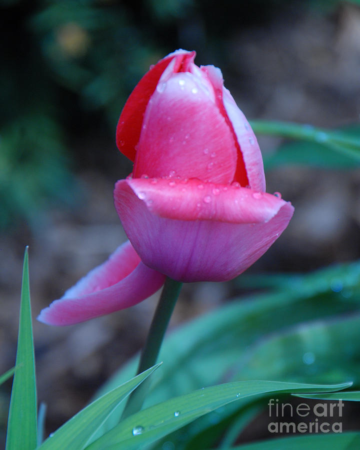 Tulip After the Rain Photograph by Grace Grogan