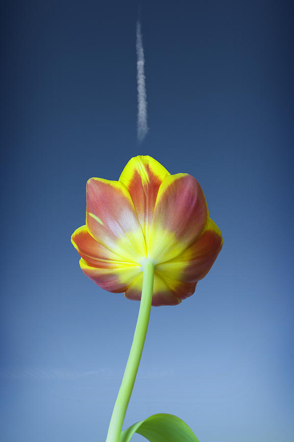 Tulip Photograph by Al Hurley