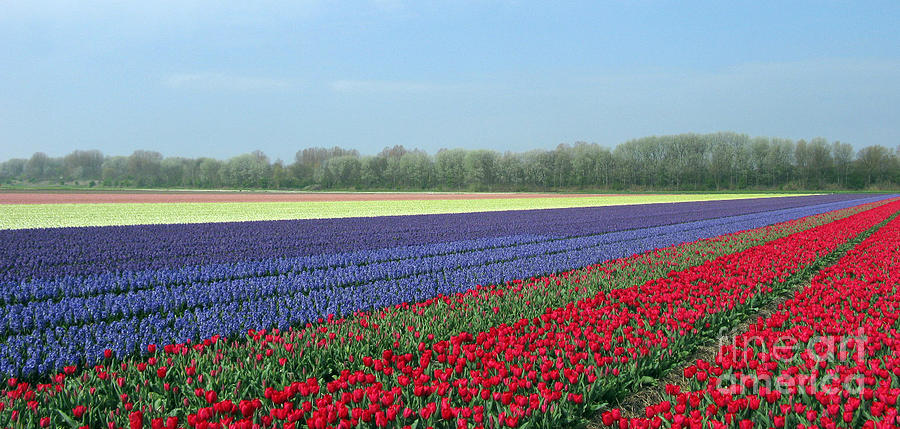 Flower Photograph - Tulip and Hyacinth Fields in Holland. Panorama by Ausra Huntington nee Paulauskaite